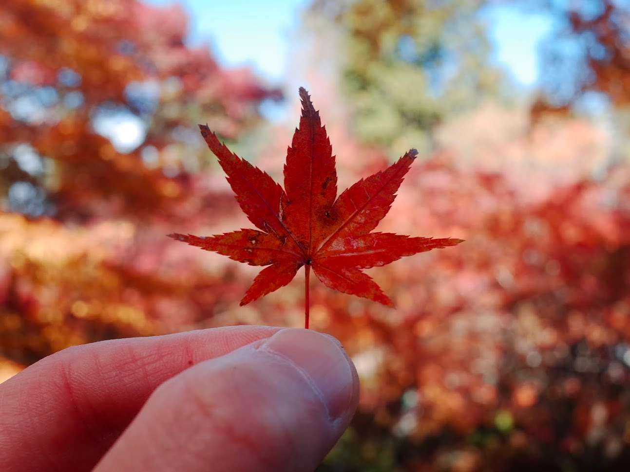 红叶特写